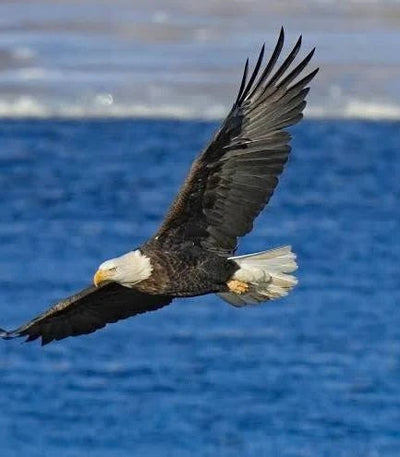 Rise Like the Eagle: Cultivating Resilience in Life and Leadership